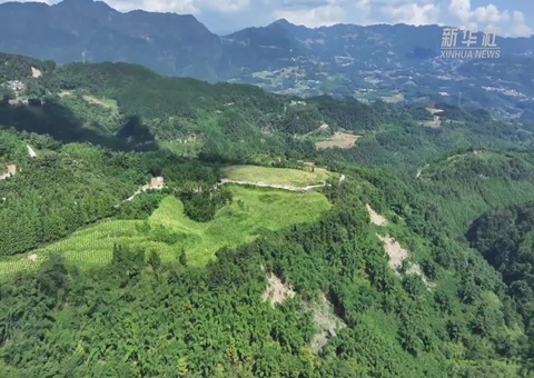 四川金融服务创新破解山林变现难题