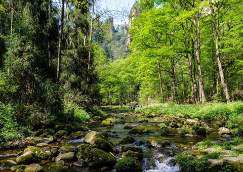 湖南正式签发首批“湘林碳票” 