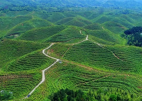 江西“三权分置”激活集体林区一池春水